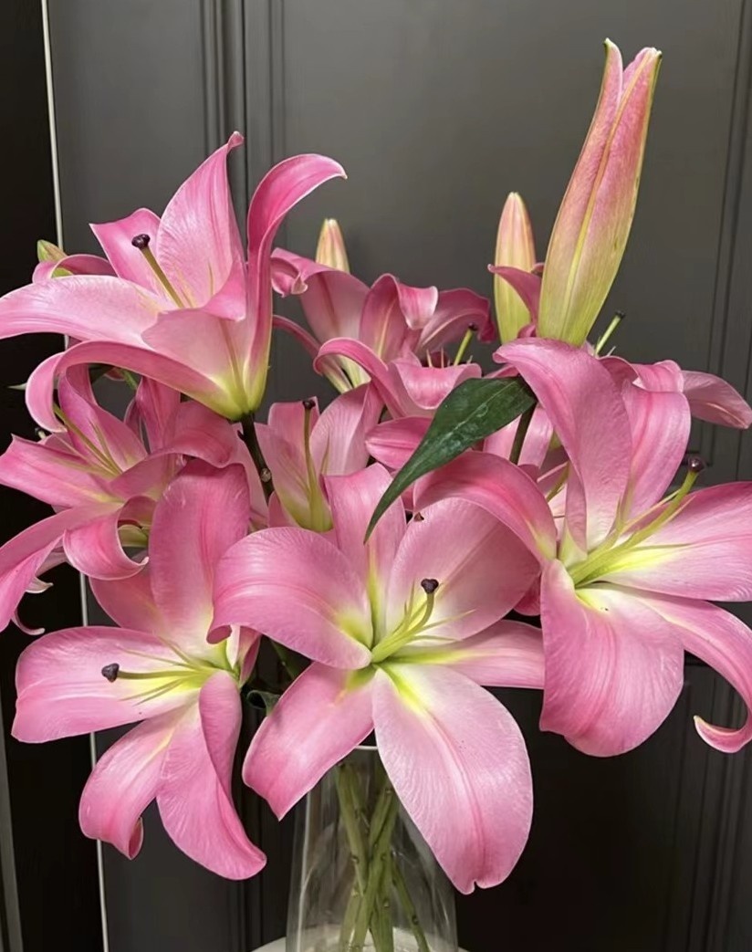 一首花卉（麦当娜）香水百合，云南基地发货任意两单顺丰