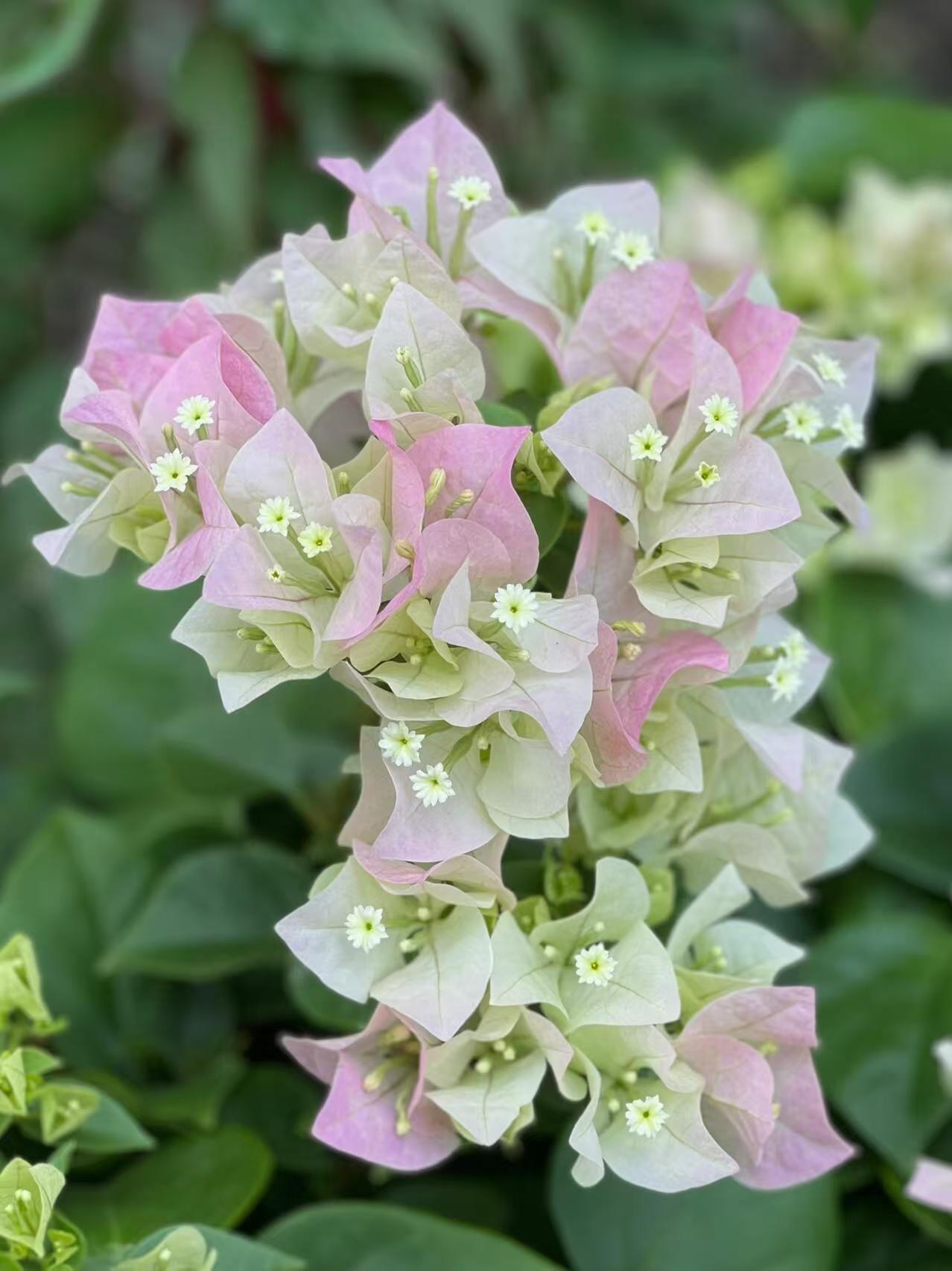 【绿樱】三角梅袋苗原生苗四季开花勤花好养易成活新手懒人植物