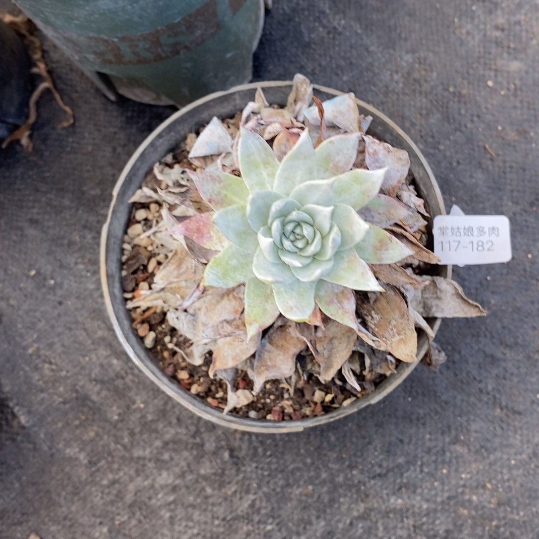 182号苹果叶粗腿子