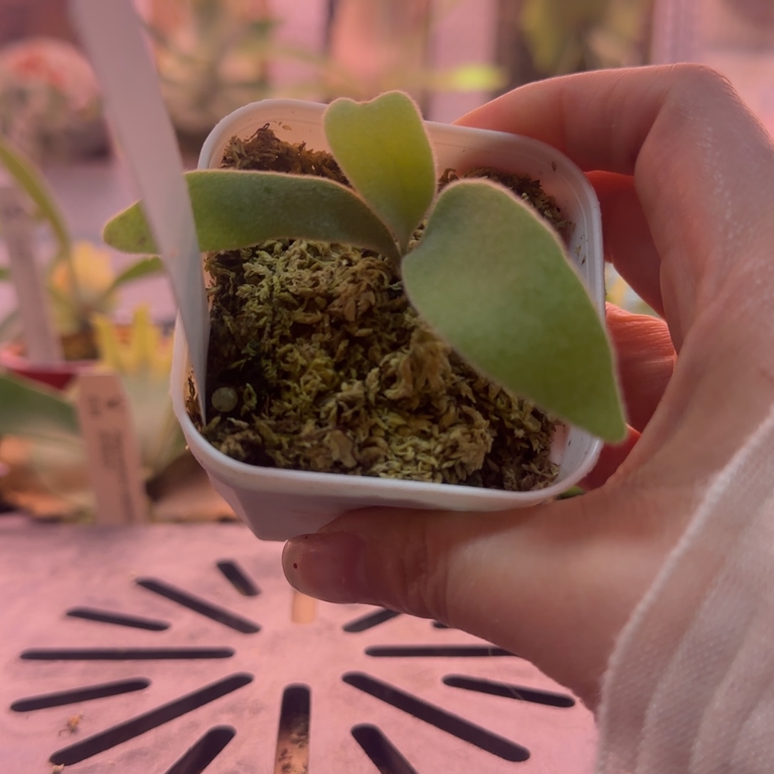 a1鹿角蕨孢子苗喔