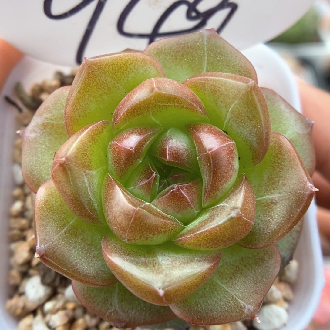 绿葡萄可拍949号。