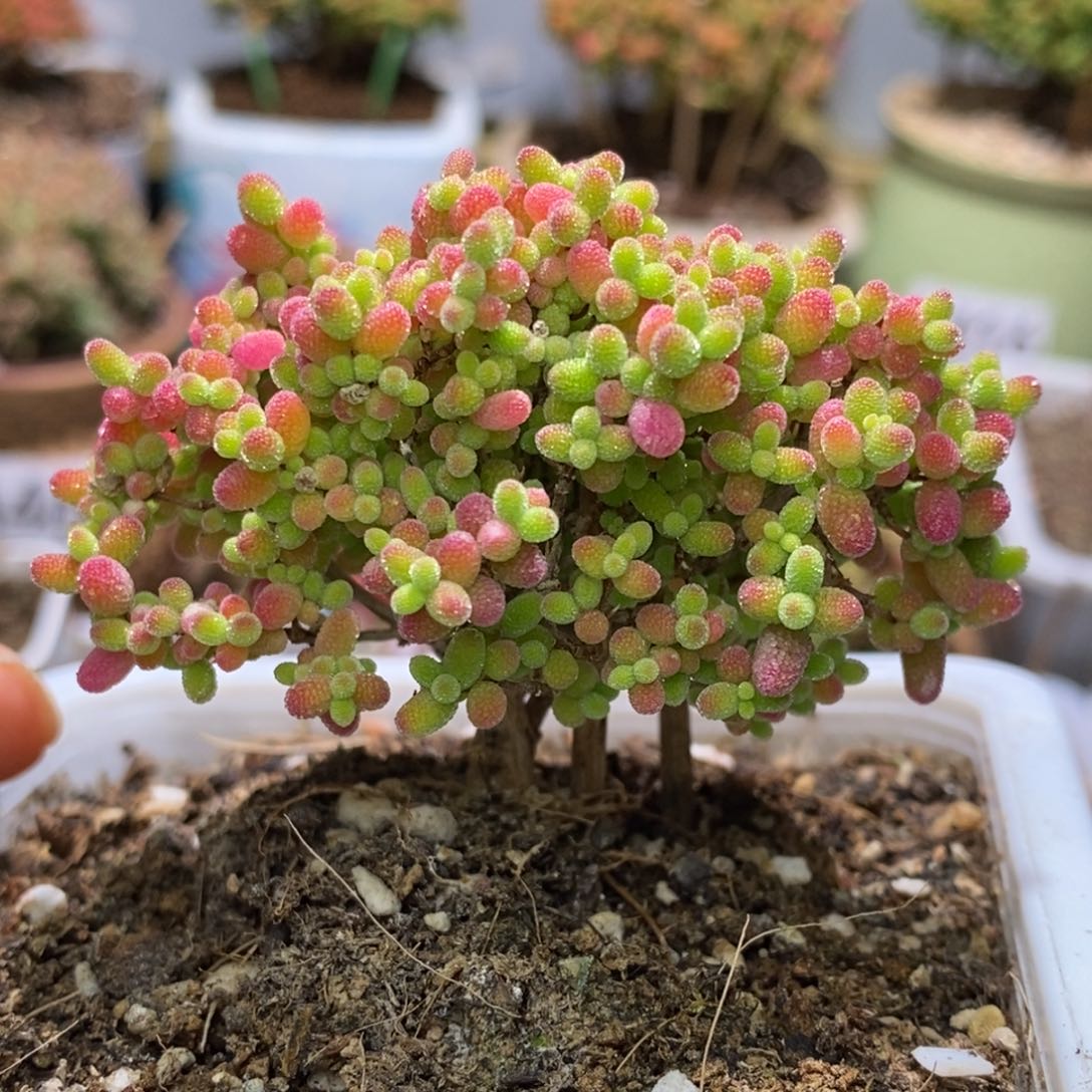 蜜桔糖球枝干番杏A498