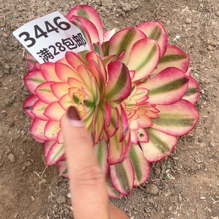 3446二号棚倾城多肉植物M