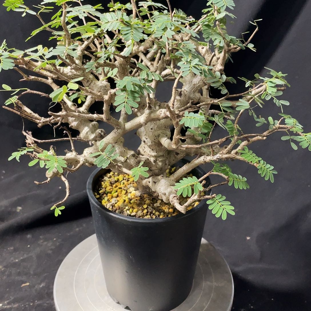 开播福利。 念珠苏木6666666