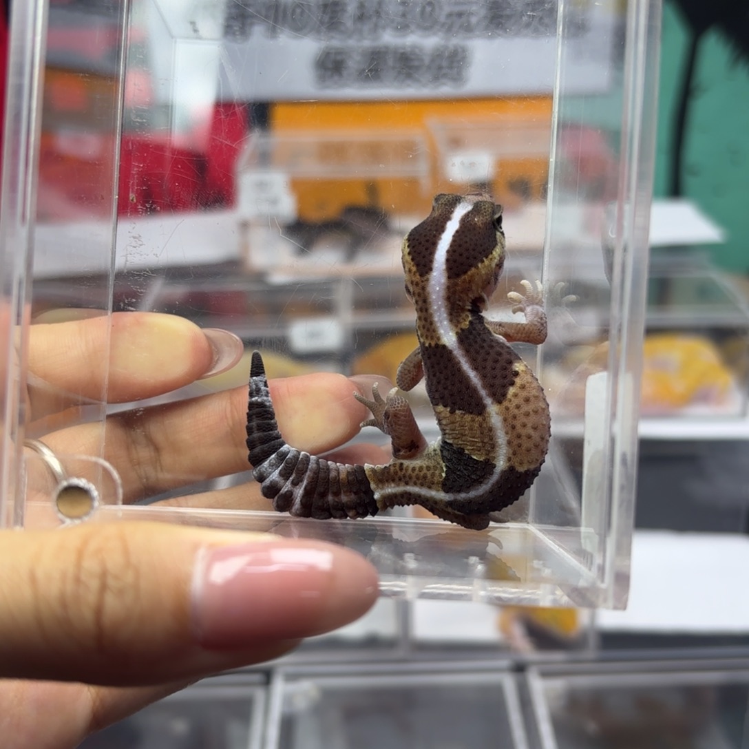 肥尾守宫原色直线h橘白 母温 J017