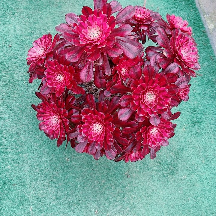 法师好看也好养彤彤呗