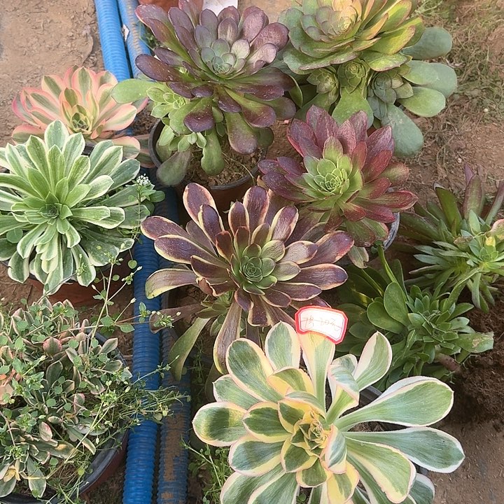 多肉植物小苗20元7号