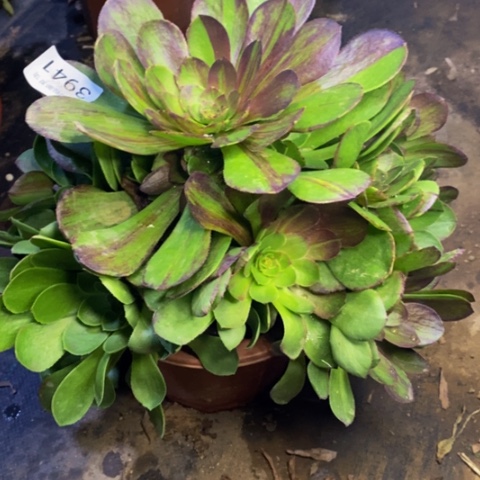 花月夜多肉植物3941