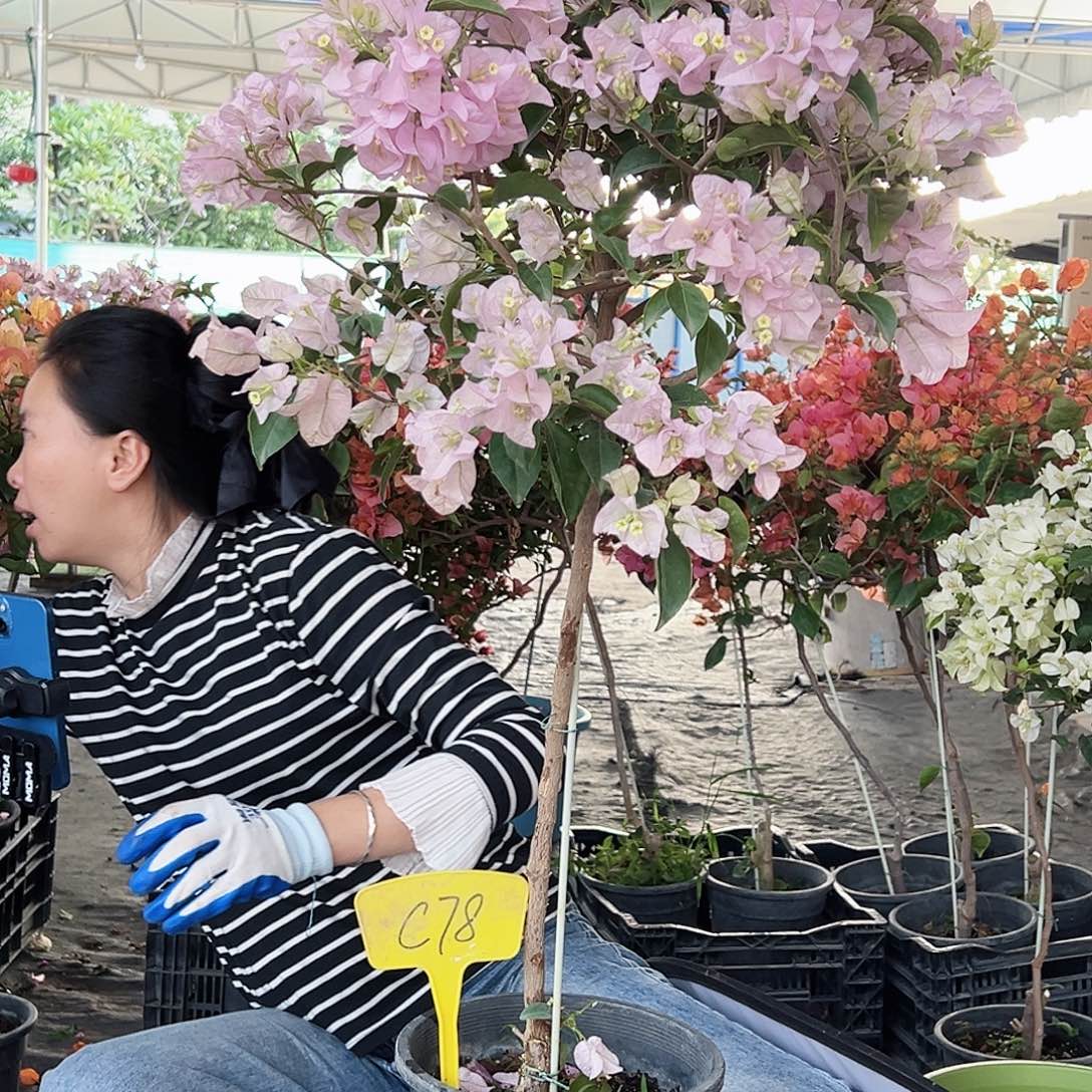 梁***子大部分花苞少量开放C78苹果花