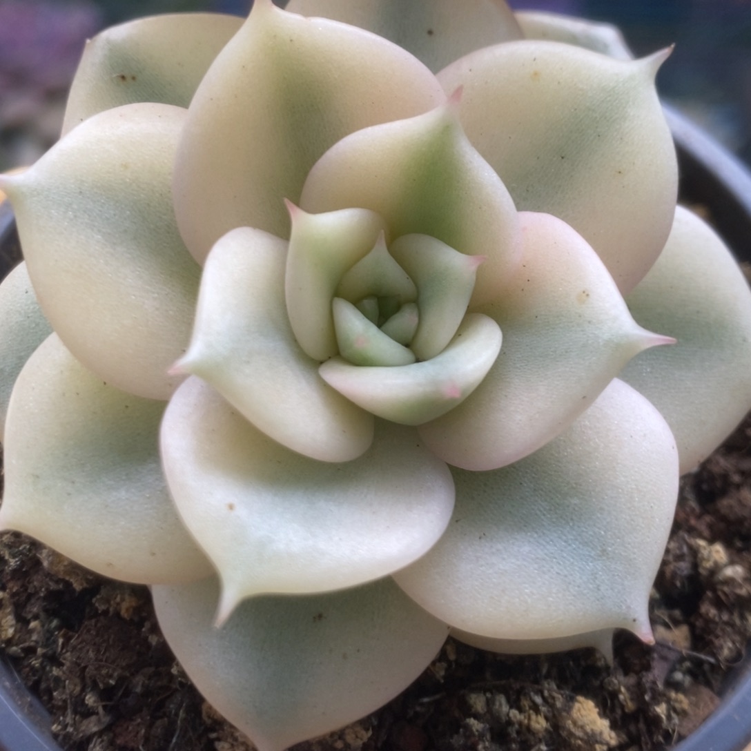 585贝加尔湖锦锦锦锦锦锦锦