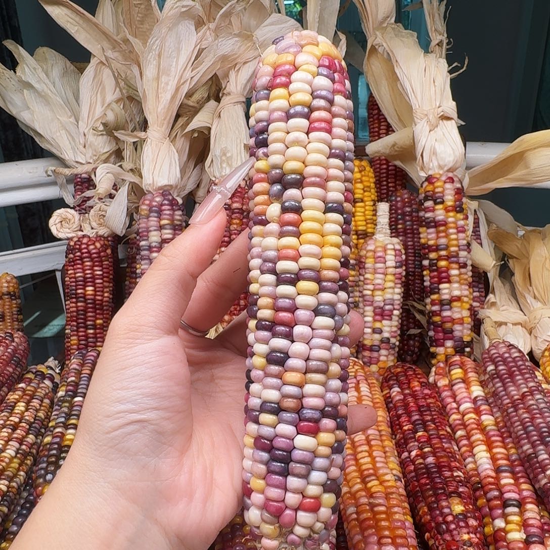 吊坠柏香籽/百香籽