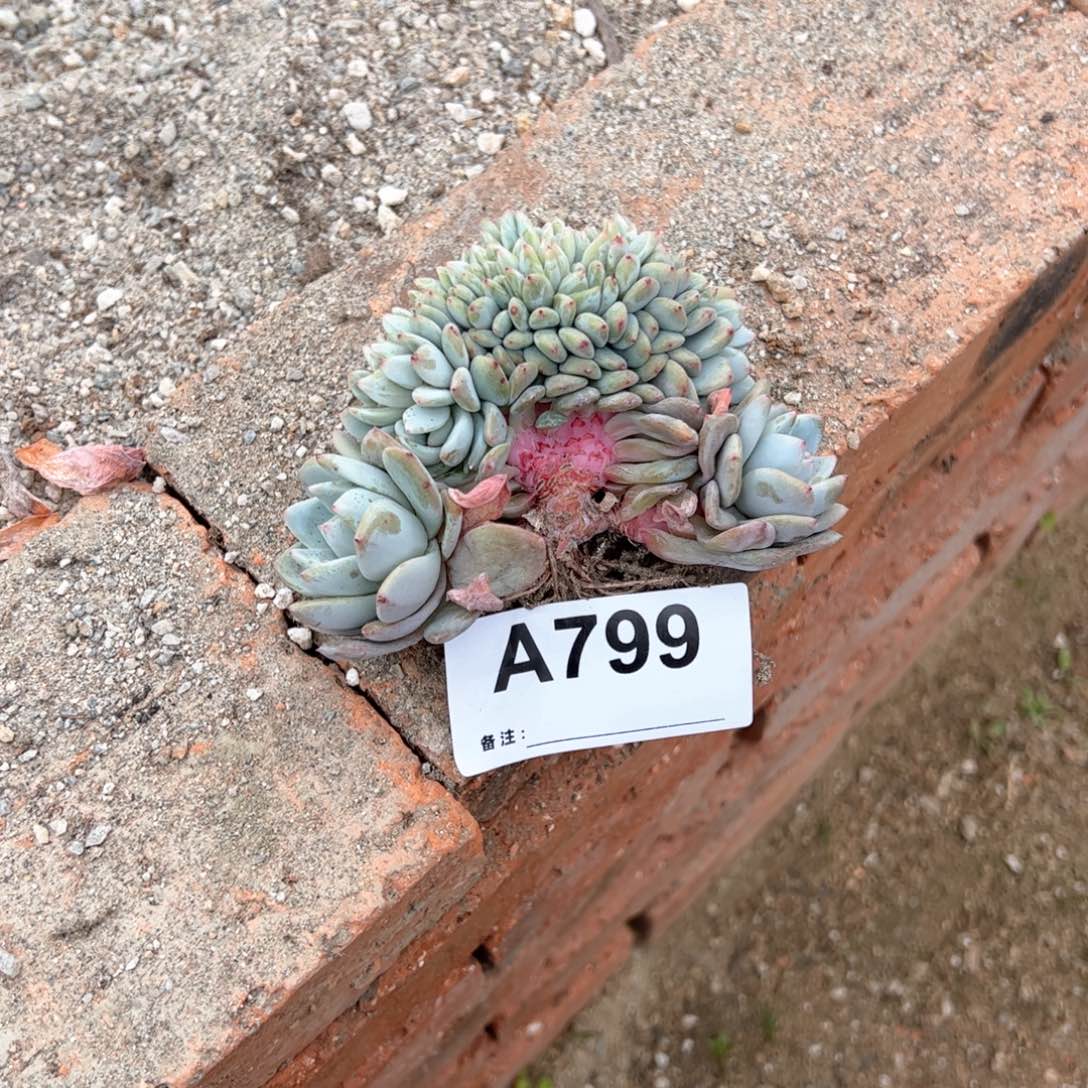 旋***马799多肉多肉多肉多肉多肉