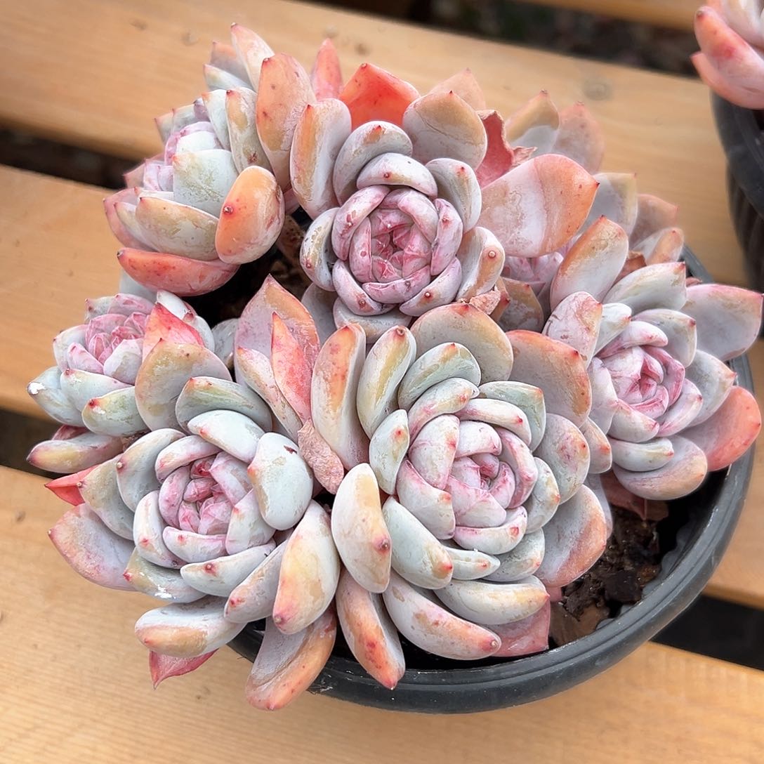 乐****笑乐果果微笑168号111111