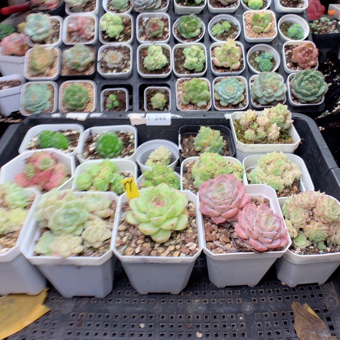 是***呀无花朵T144英语英语