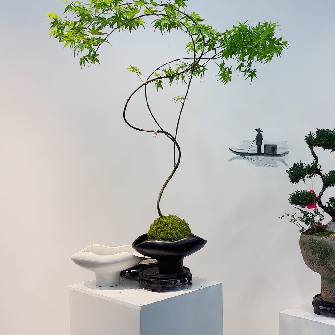 高端绿植一物一拍