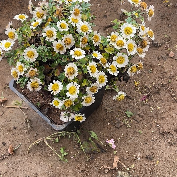 谢***宝完全开放30菊花菊花菊花菊花家