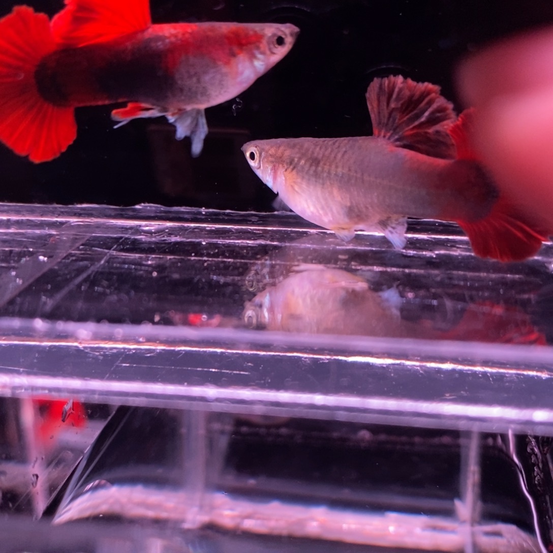 孔雀鱼顶级菊花帆一对