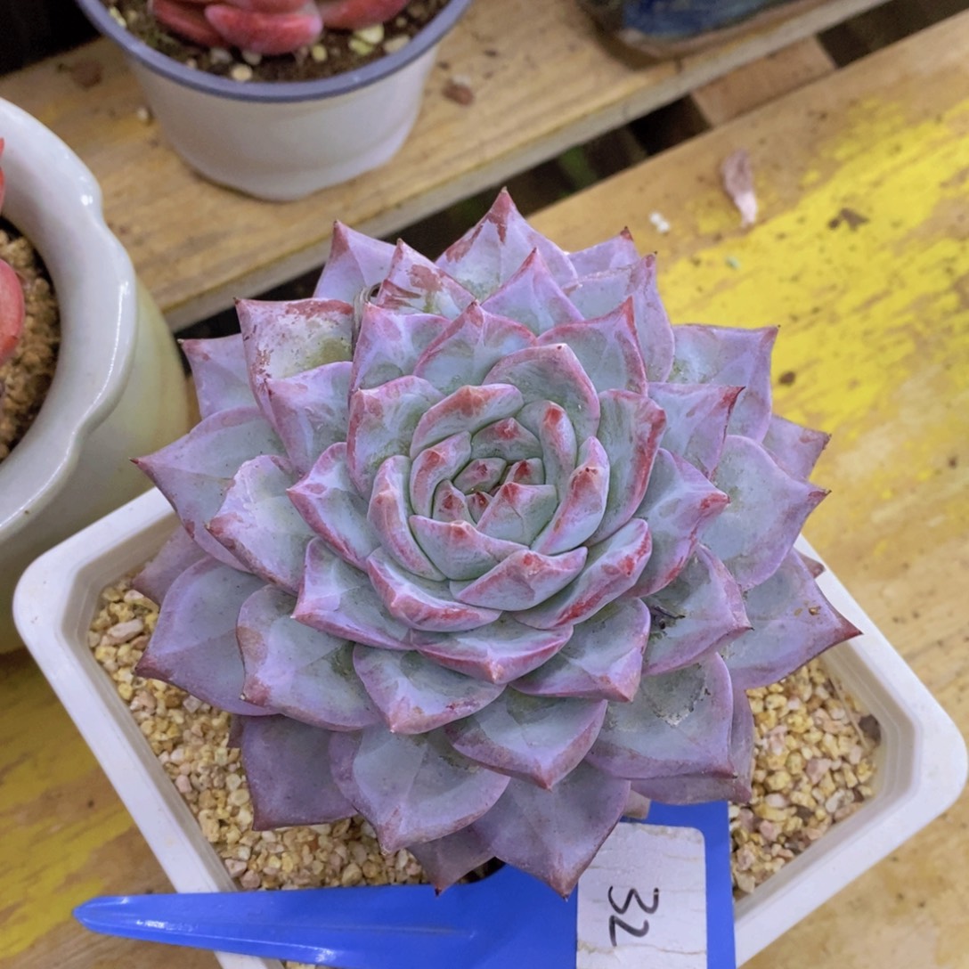 粉丝回馈专场，停播场