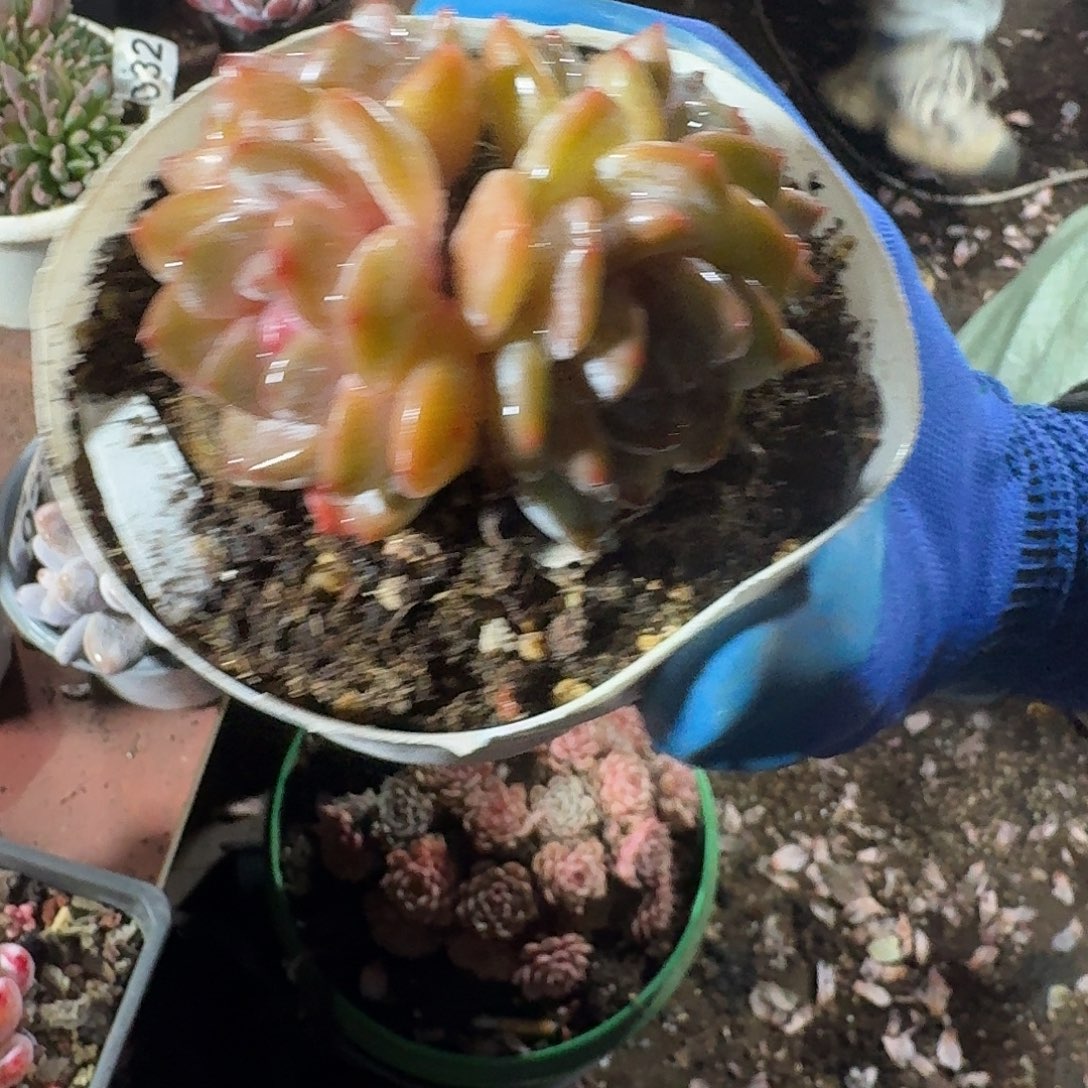 小***ε993石榴籽一个一物一拍