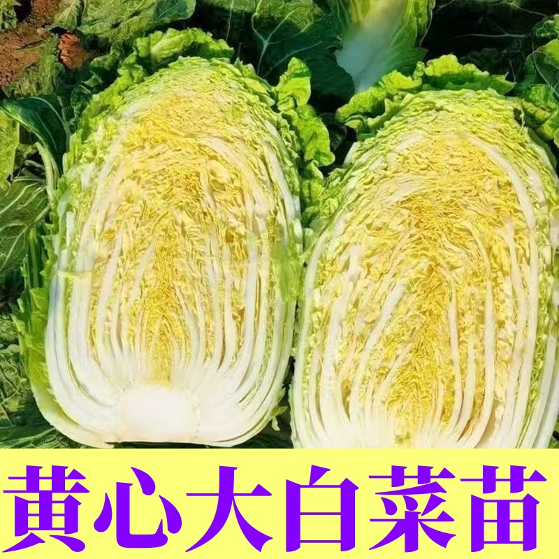 黄心大白菜苗娃娃菜苗菜园高产蔬菜苗秋冬种植耐寒蔬菜种苗基地