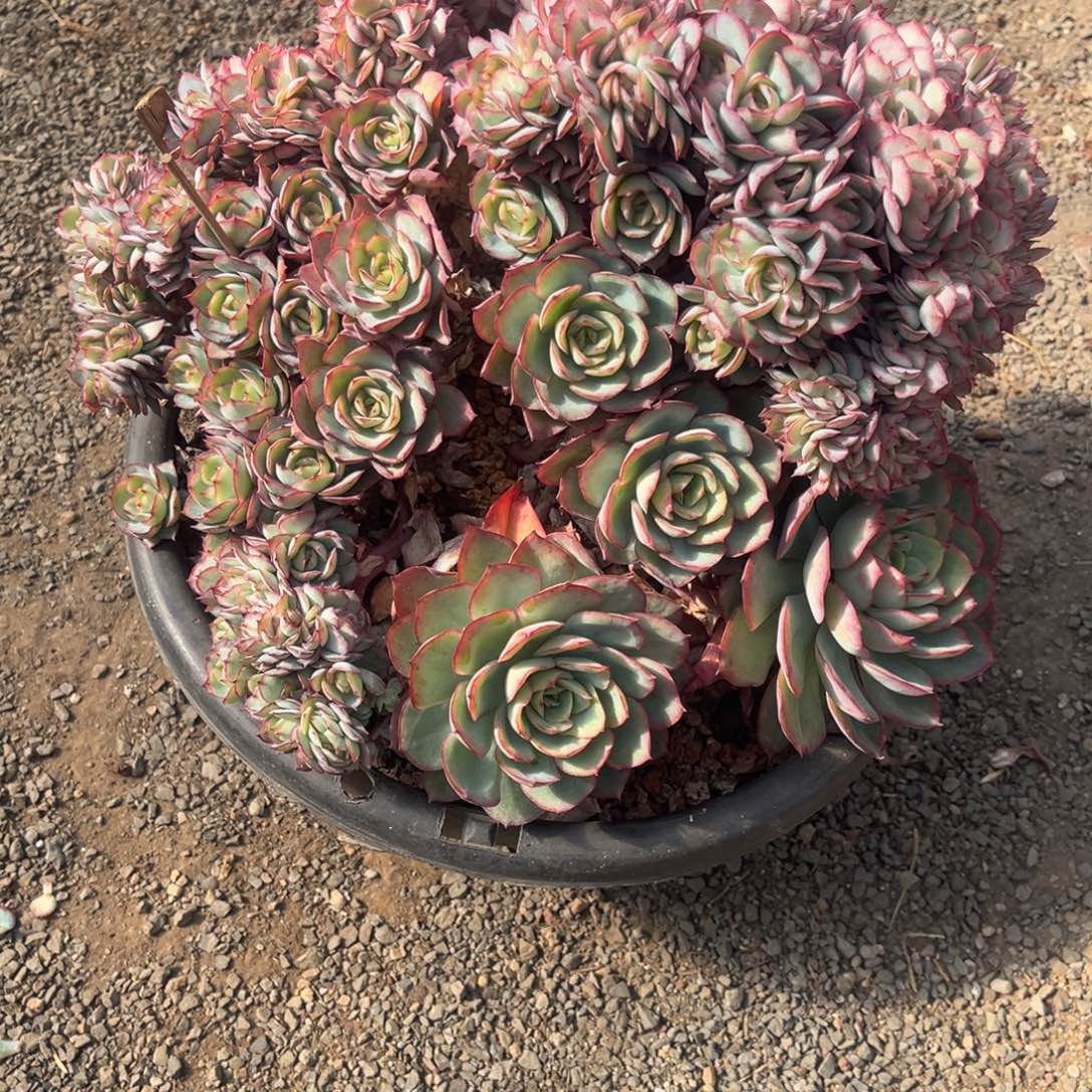 过***店牡丹亭缀一物一拍