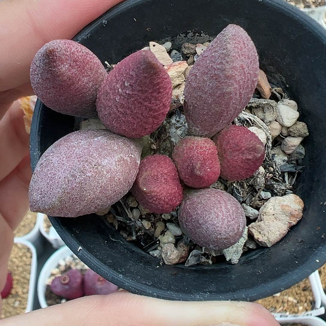 293水泡服部带盆土发货