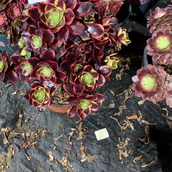 1576欧嘉莉多肉植物