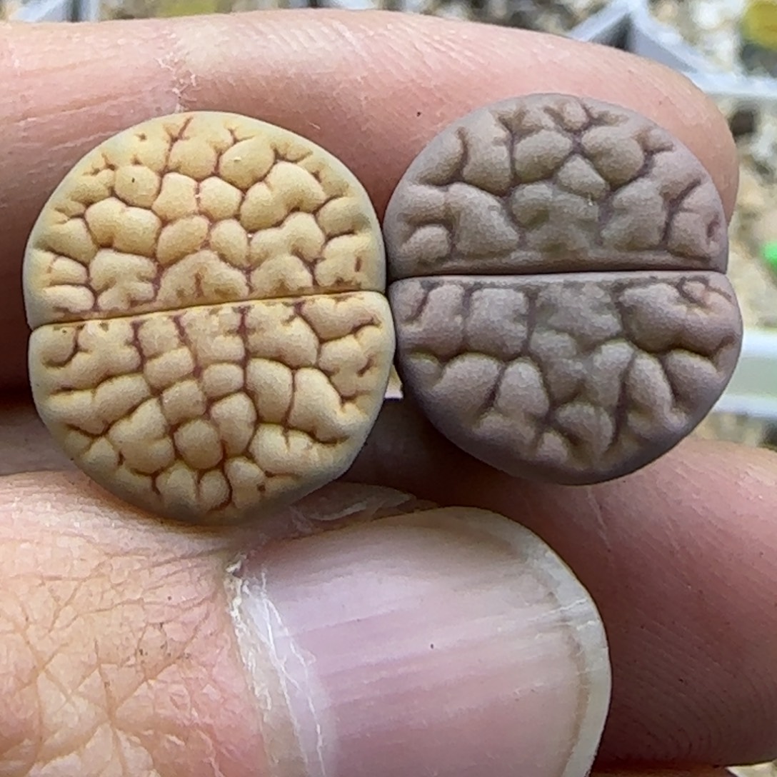 156 清框福利30包邮