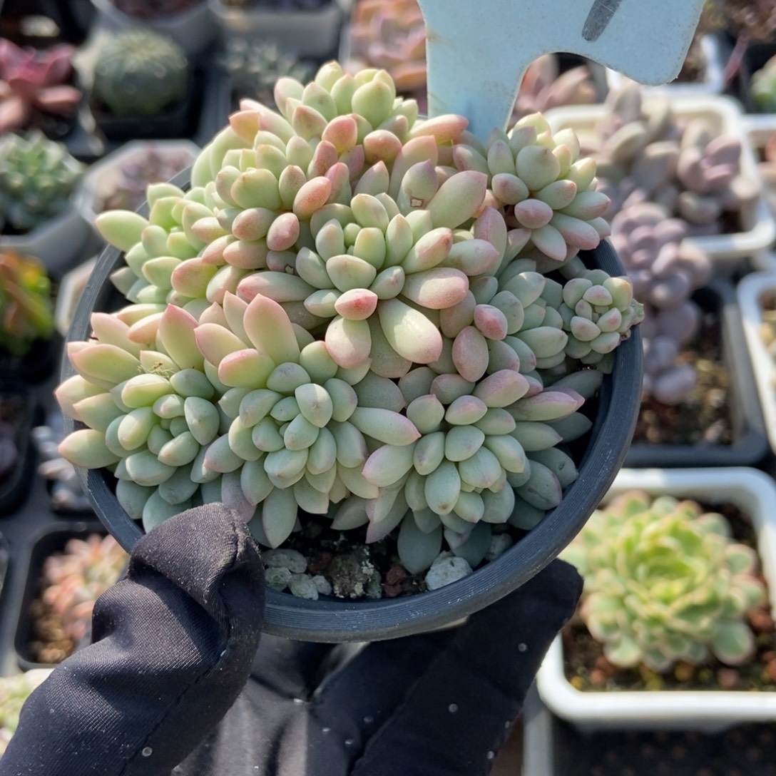 6057红蛋多肉植物