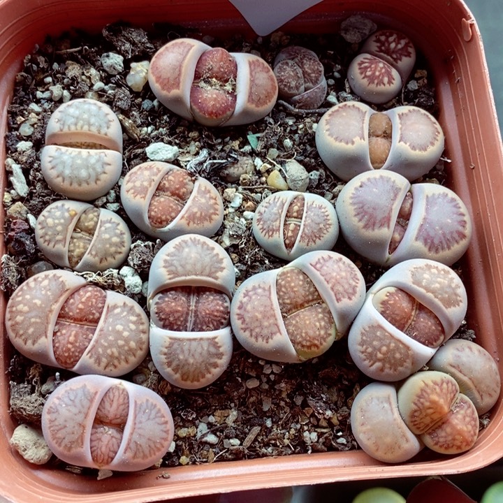 我的小姐姐们都是我604