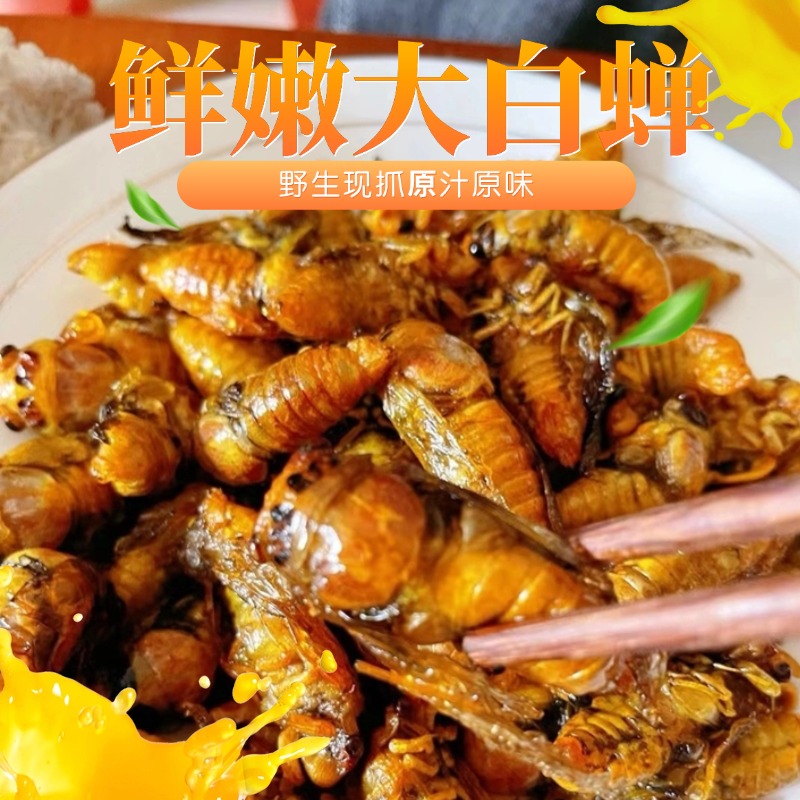 山东特产白蝉知了猴速冻爬叉新鲜金蝉知了猴可烧烤油炸顺丰