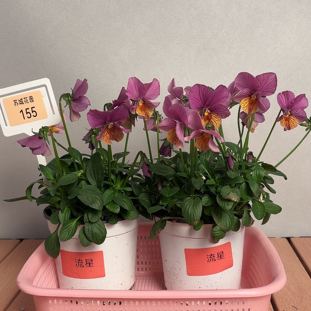 大部分开放少量花苞155