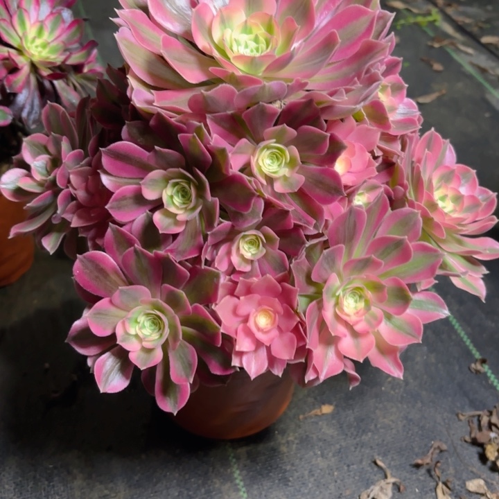 瑞妈园艺，01.27.438