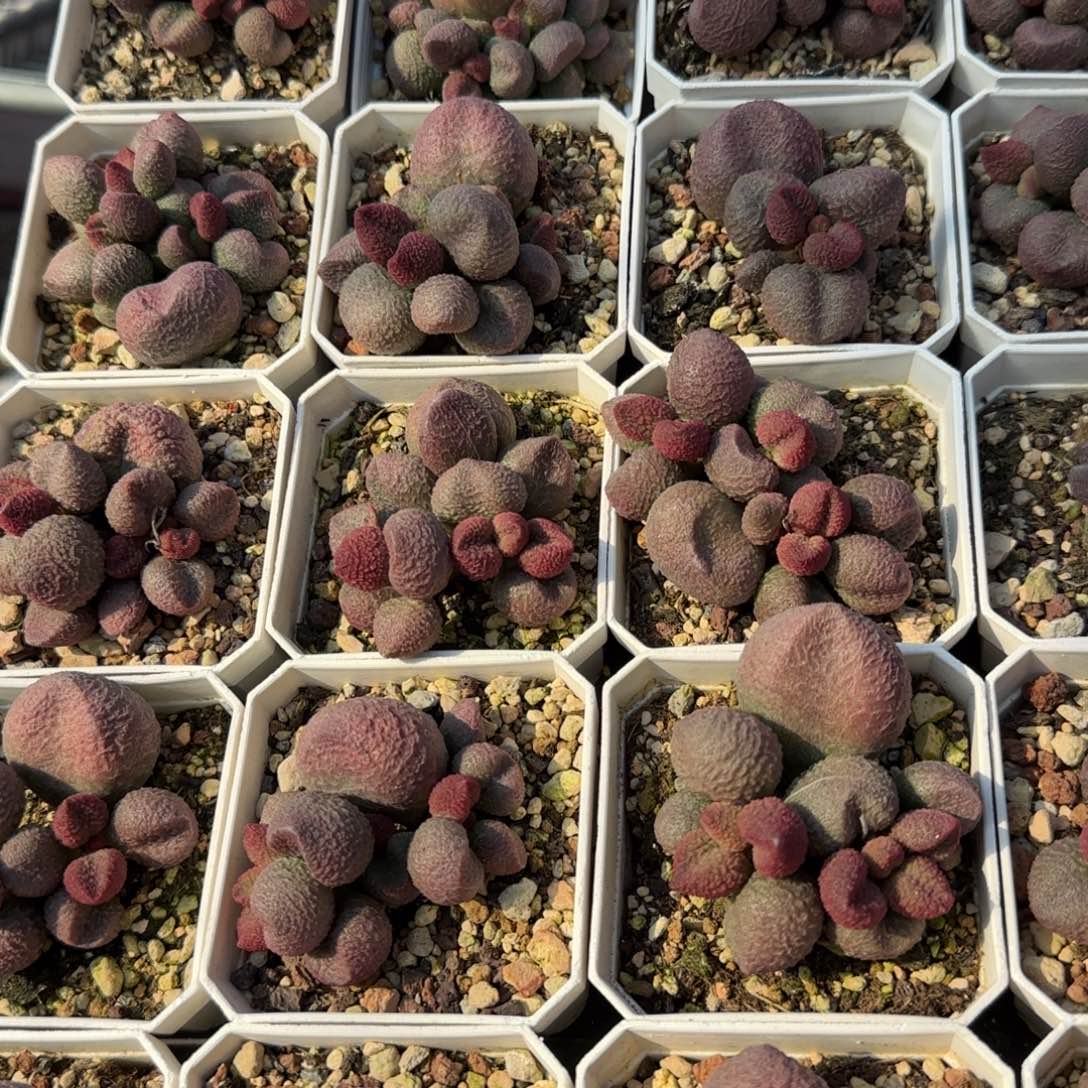 水蜜桃多肉量拍链接