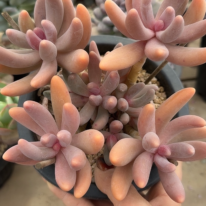 红手指多肉植物的生长