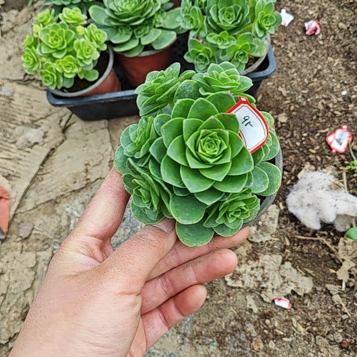 山地玫瑰多肉 95