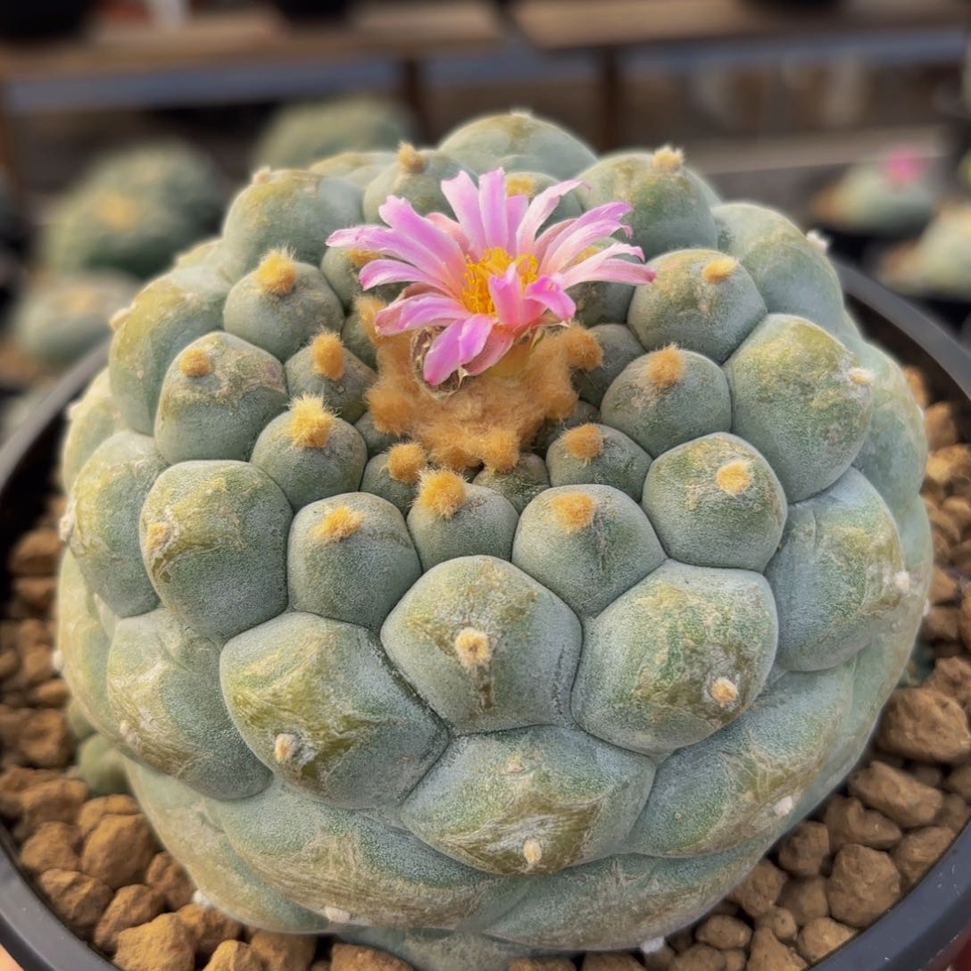 满坡佛头G g g g g g g g g g