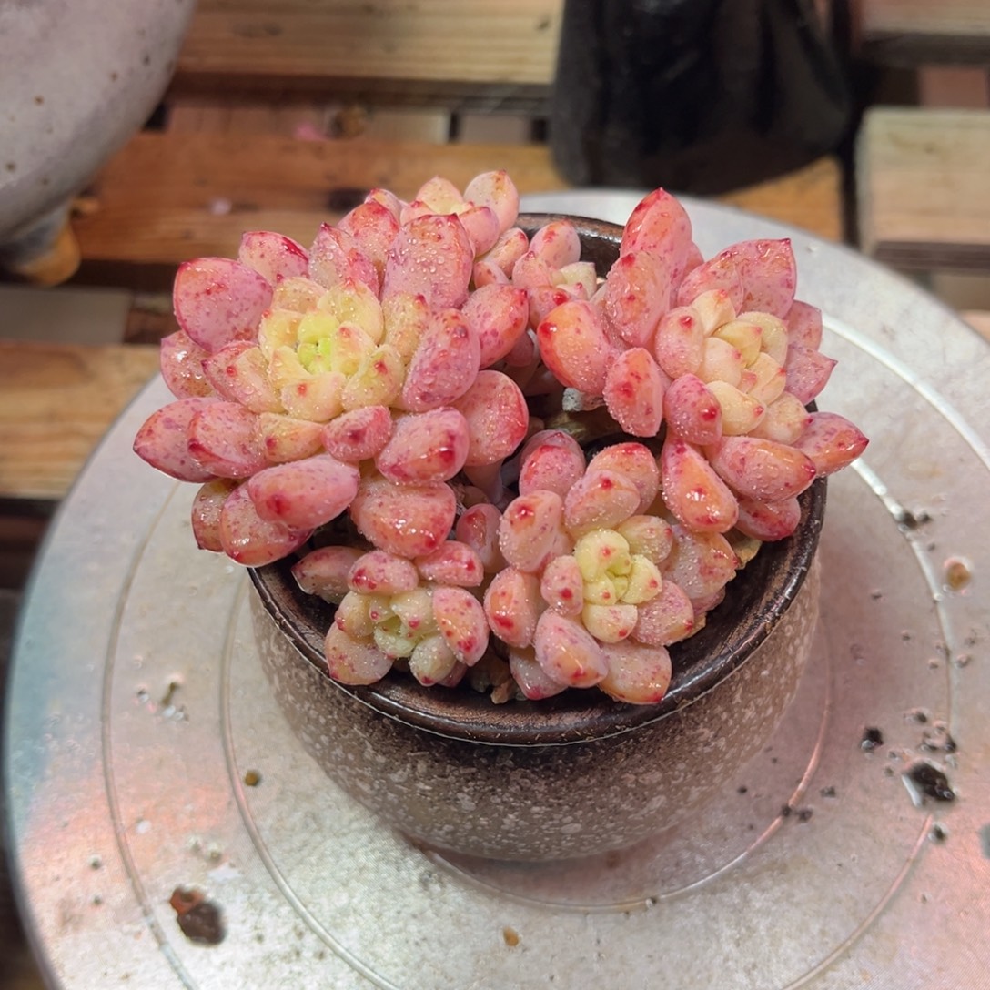 杂交sidegujunjinju