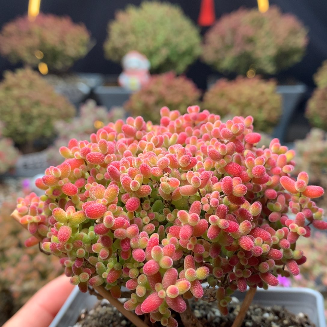 B353蜜橘枝干番杏