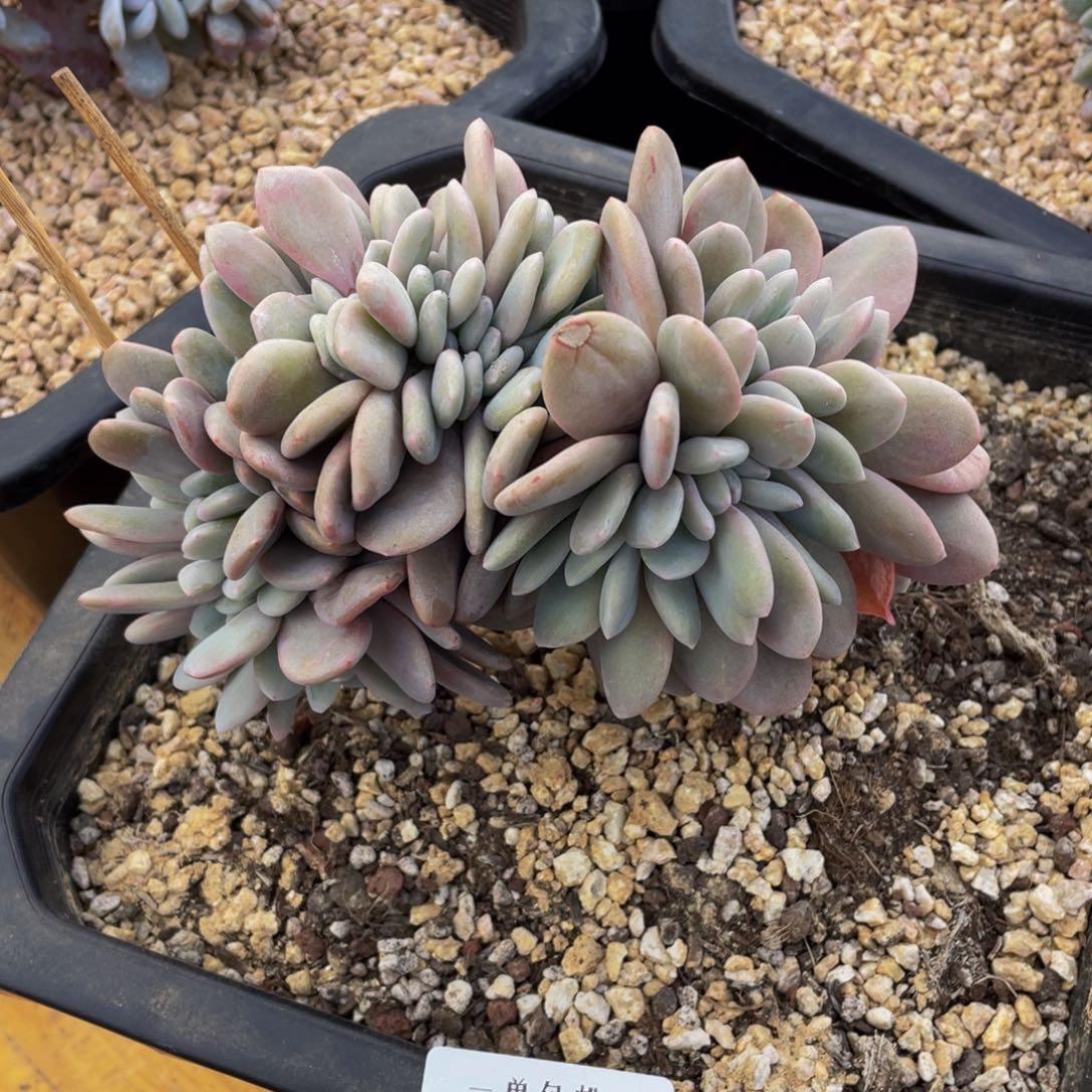 0219-01-粉兔缀化。。。。。。多肉