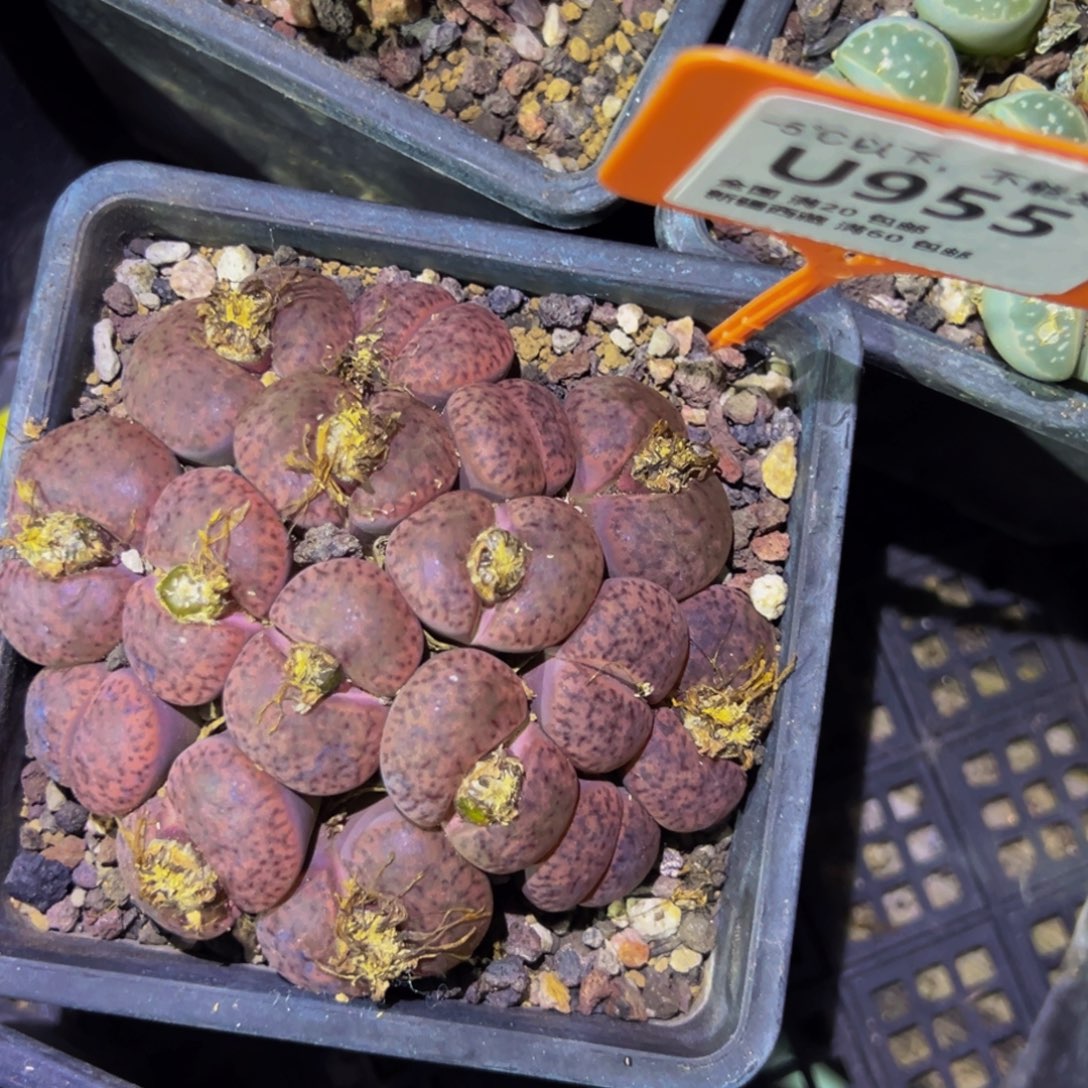 955 一物一拍，默认有伤，介意勿拍，不退不换