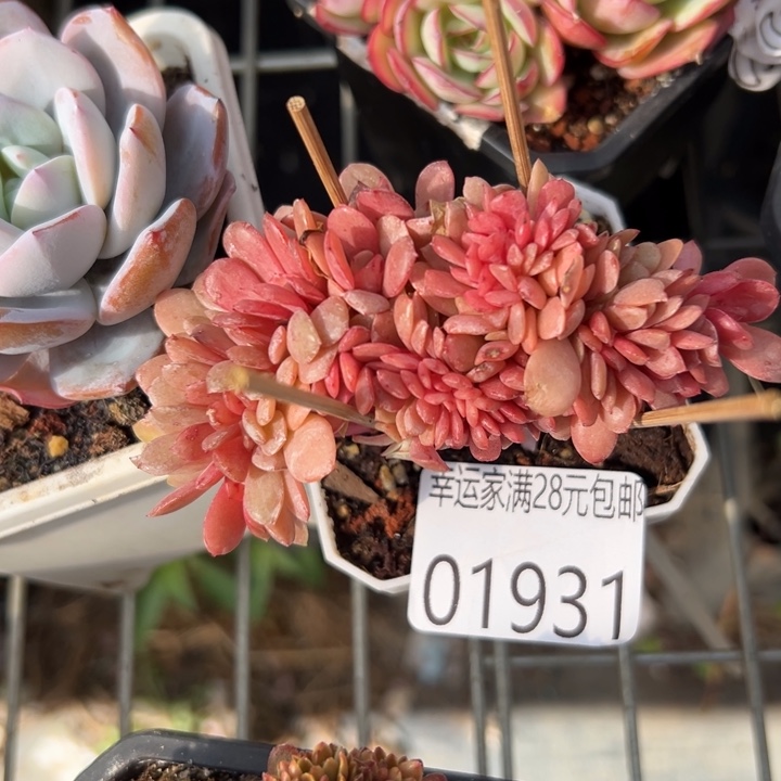 幸运的人会遇到你喜欢你