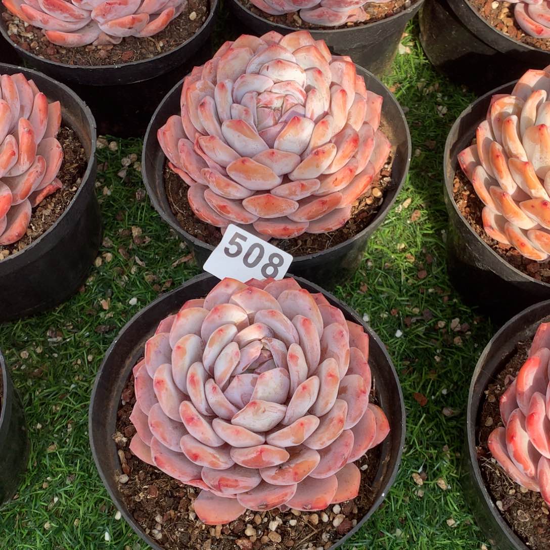 508橙子多肉植物