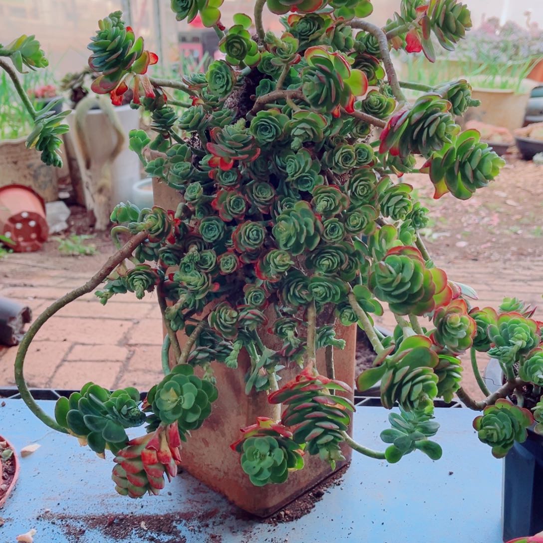 薄化妆两颗大群的