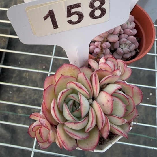 158牡丹亭一物一拍多肉