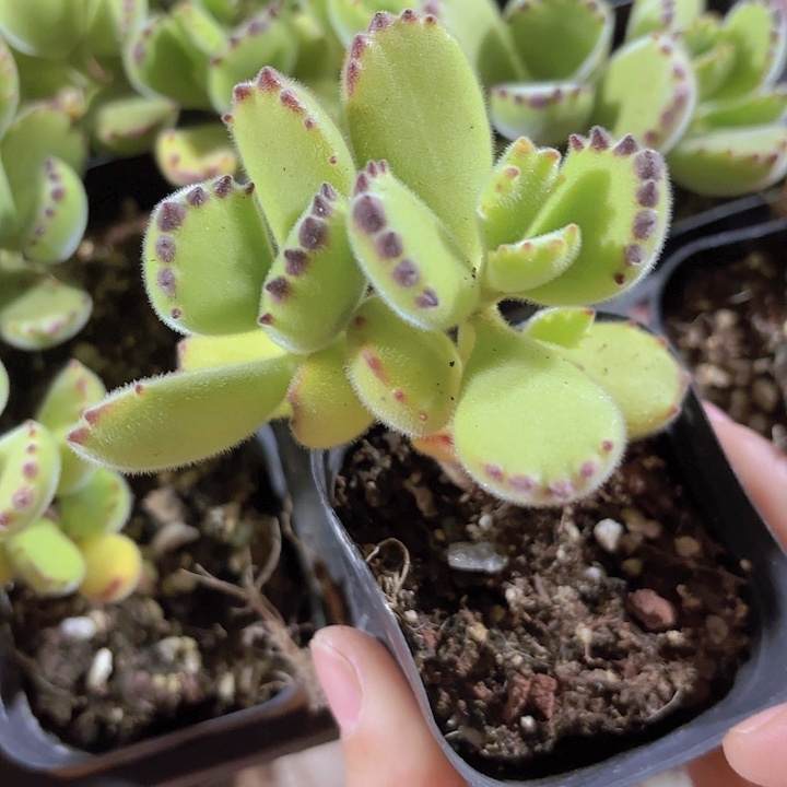 黄熊多肉植物 带盆土