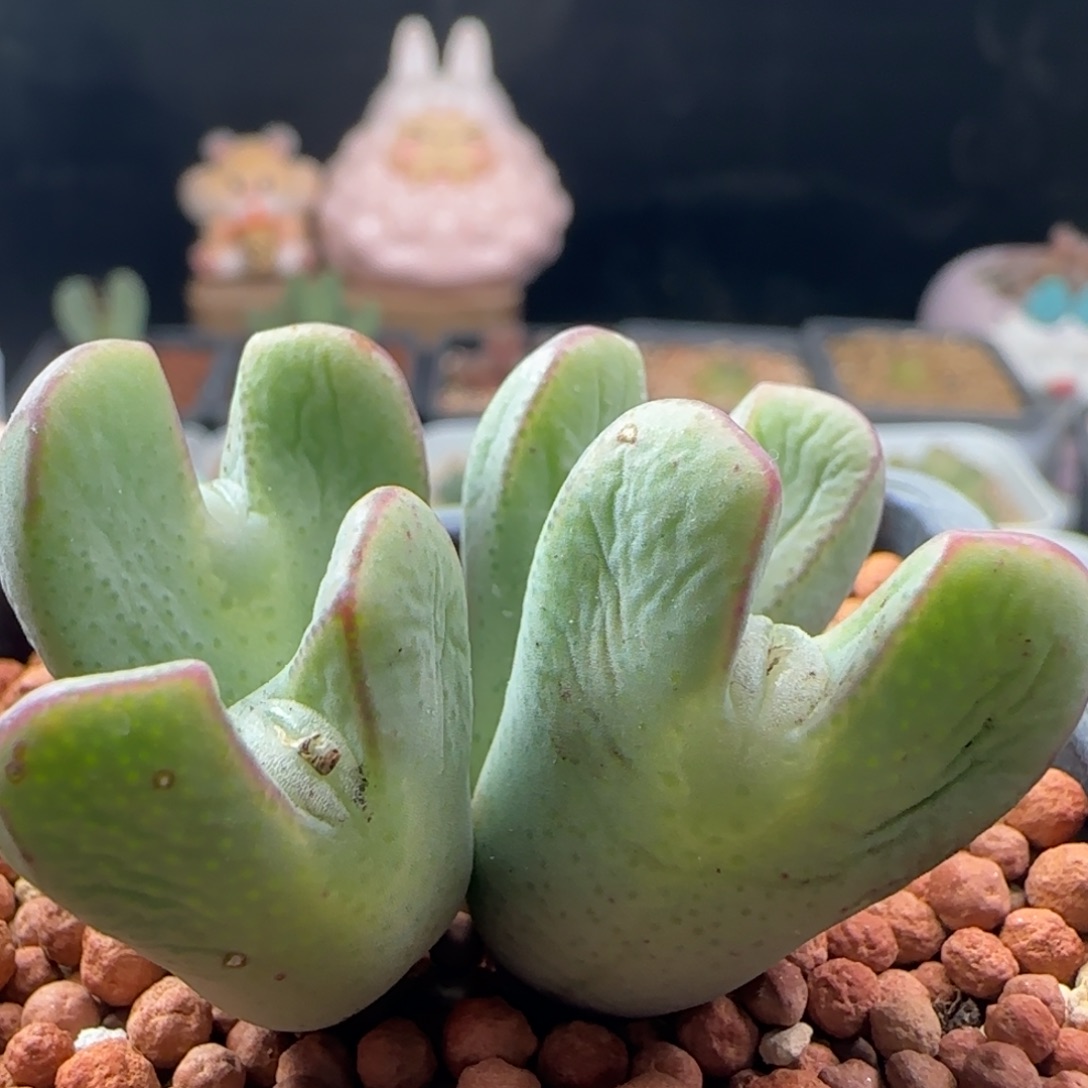 2.9.18/嘟嘟嘴红边少将