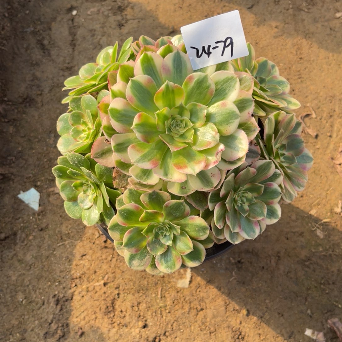 11-24-79荔枝法师锦