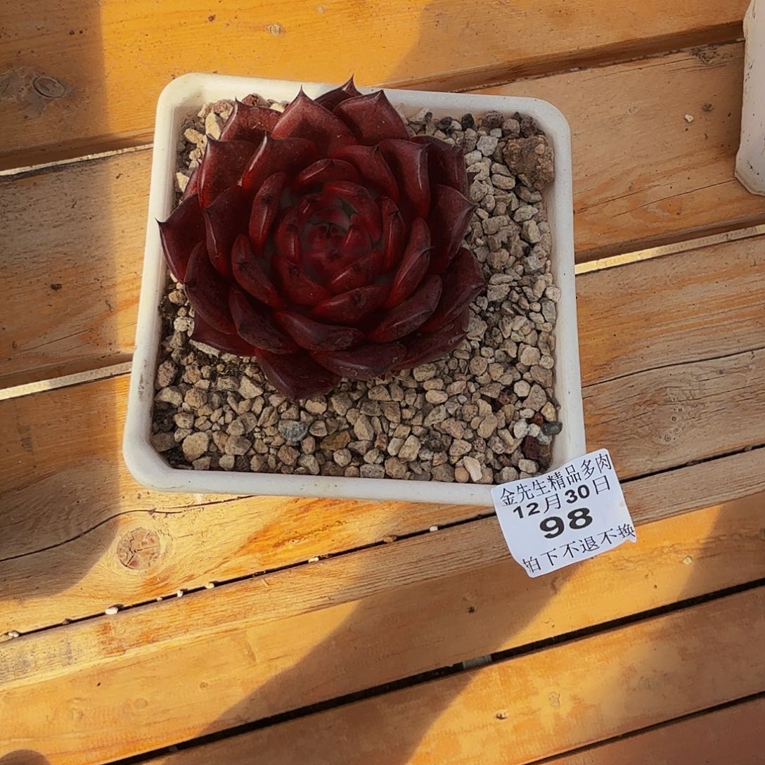 >***<1230-98红色单头a