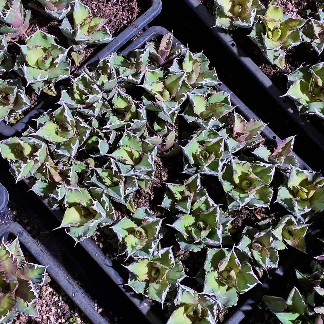 螃蟹仁王冠冠幅7厘米左右